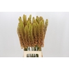 Eremurus Emmy Ro