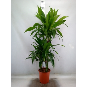 Dracaena frag. 'Janet Craig'