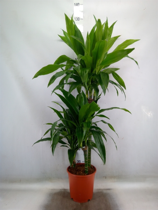 <h4>Dracaena frag. 'Janet Craig'</h4>