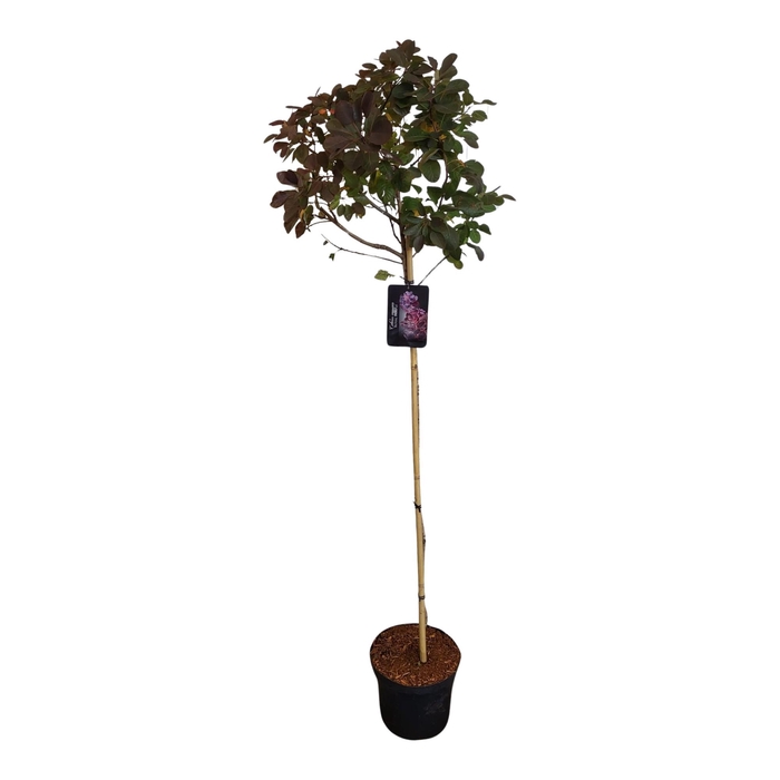 <h4>Cotinus cogg. 'Royal Purple'120stam</h4>
