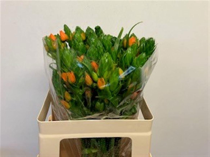 <h4>ORNIT DB ORANGE FIRE</h4>