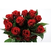Rosa Ec Fortune