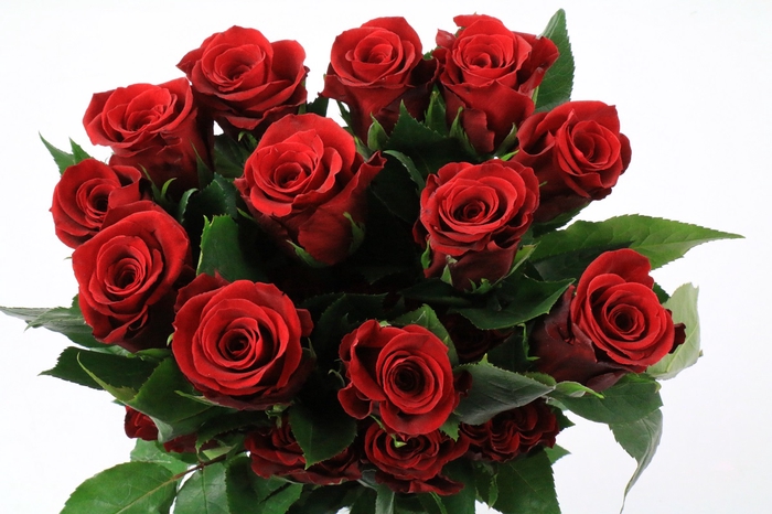 Rosa Ec Fortune