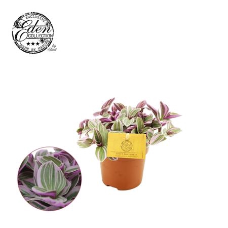 <h4>Tradescantia Sweetness</h4>