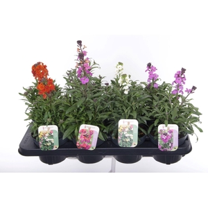 Erysimum linifolium mix