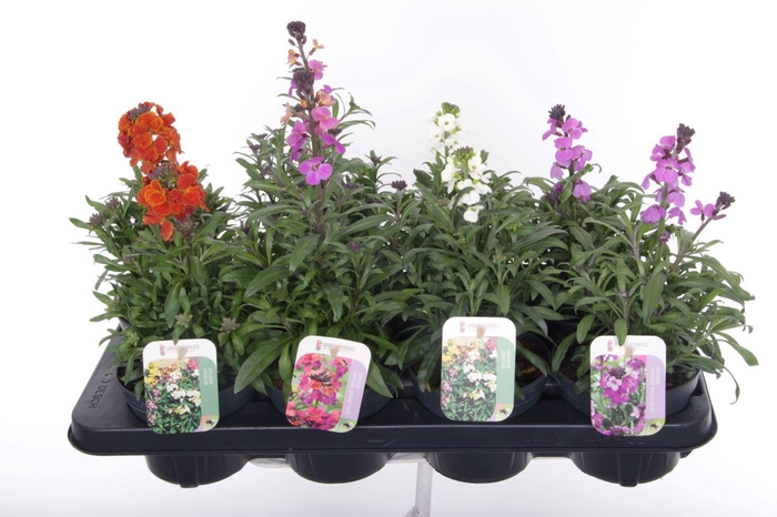 <h4>Erysimum linifolium mix</h4>