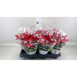 Euphorbia pulc. 'Christ Universe'