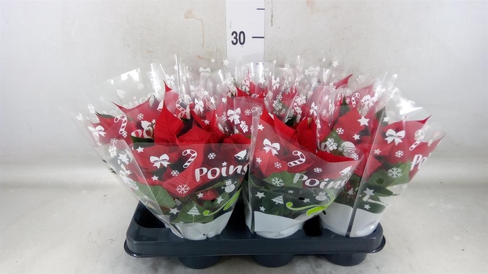 <h4>Euphorbia pulc. 'Christ Universe'</h4>