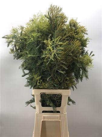 <h4>Acacia D Gauloise 1000gr Verde</h4>