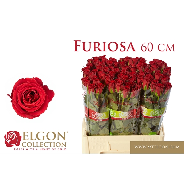 <h4>R Gr Furiosa Elgon</h4>