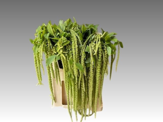 <h4>AMAR CA VIRIDIS</h4>