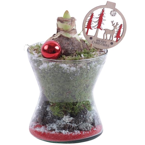<h4>Christmas Arr. Amaryllis Glass Hourglass Ø13cm 1PP</h4>