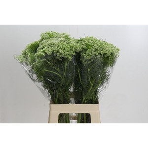Ammi Visnaga Casablanca