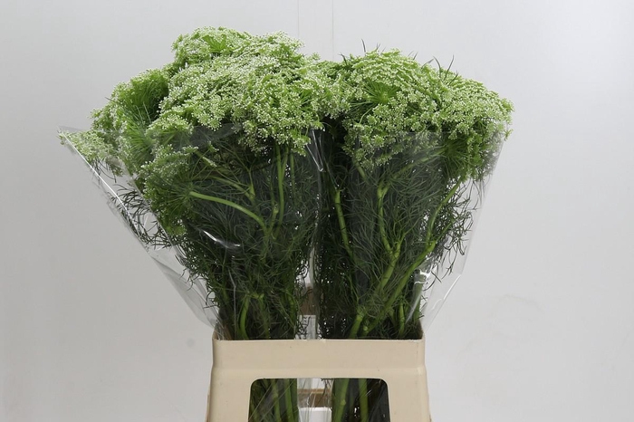 <h4>Ammi Visnaga Casablanca</h4>