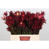 Leucadendron Blush Spray