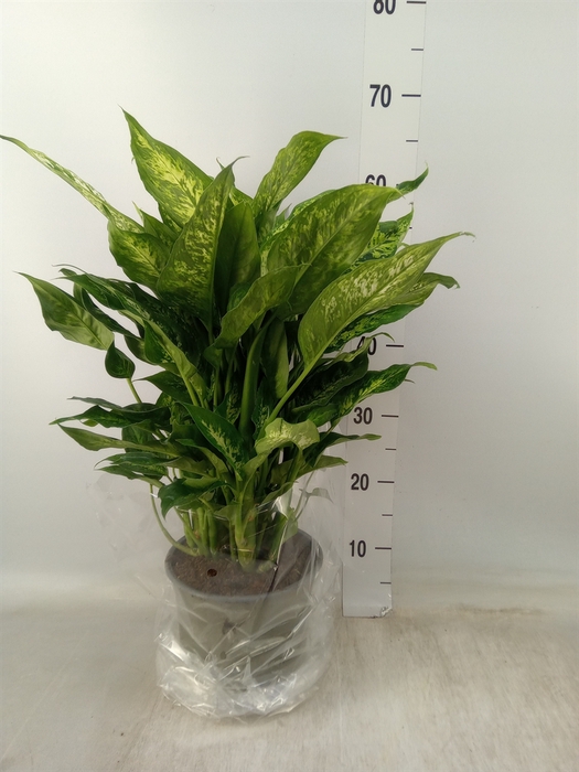 <h4>Dieffenbachia  'Compacta'</h4>