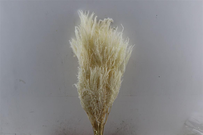 <h4>Pres Helecho Bleached Bunch</h4>