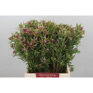 Leucadendron Ayoba Star Pearl