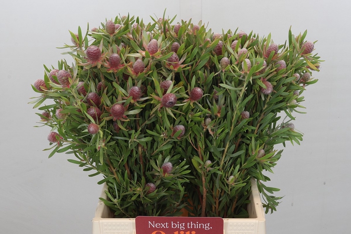 <h4>Leucadendron Ayoba Star Pearl</h4>