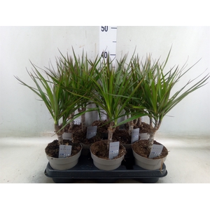 Dracaena marg.