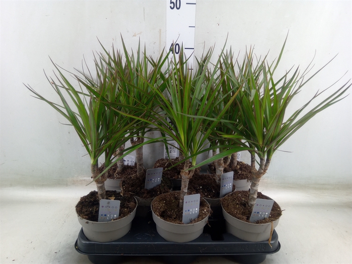 <h4>Dracaena marg.</h4>