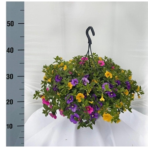 .Hanging baskets calibrachoa summer mix