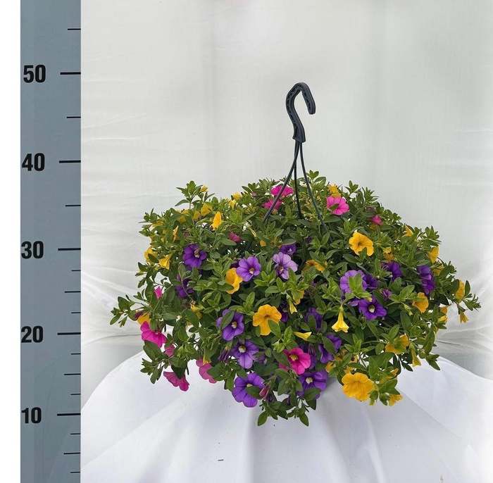 <h4>.Hanging baskets calibrachoa summer mix</h4>