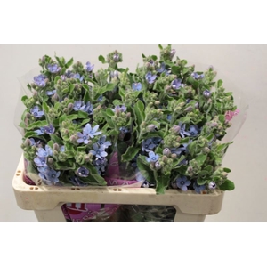 OXYPETALUM TAN PURE BLUE X25