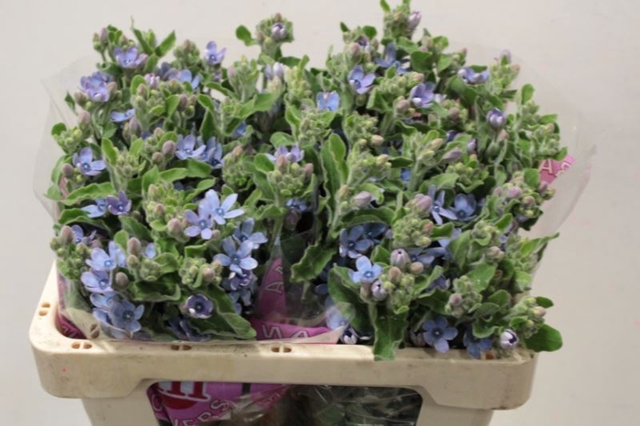 <h4>OXYPETALUM TAN PURE BLUE X25</h4>