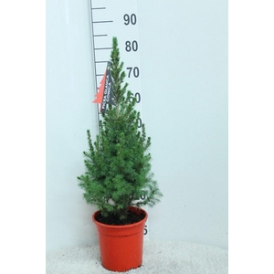 PICEA GL CONICA