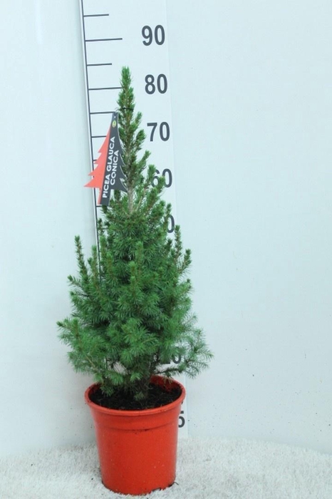<h4>PICEA GL CONICA</h4>