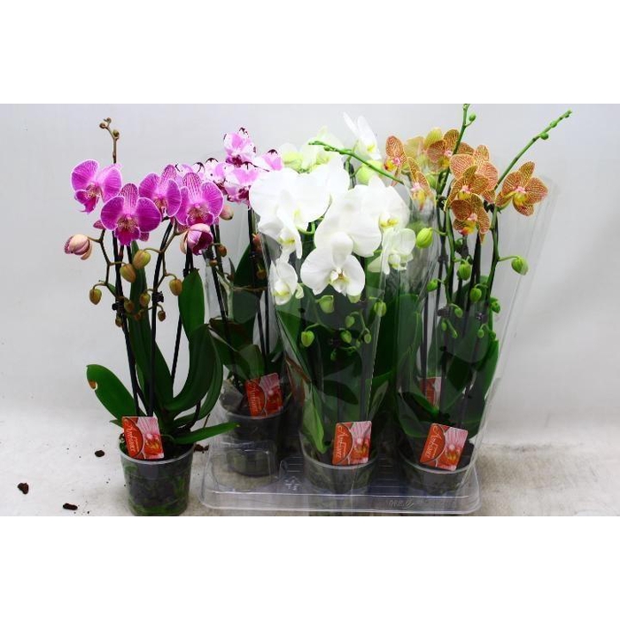 <h4>PHAL EL CASCADE</h4>
