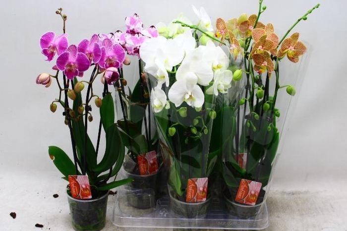 <h4>PHAL EL CASCADE</h4>