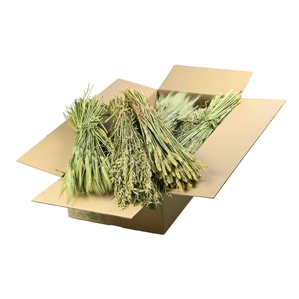 <h4>Mix Box Getreide / Grasses / Granen Natural Green</h4>