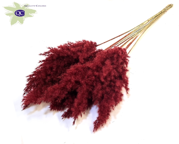 Pampas Grass 70cm 10st/bunch Burgundy
