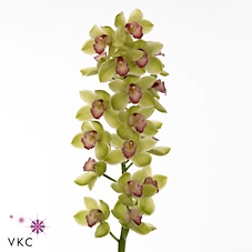 CYMB T GREEN MEADOWS