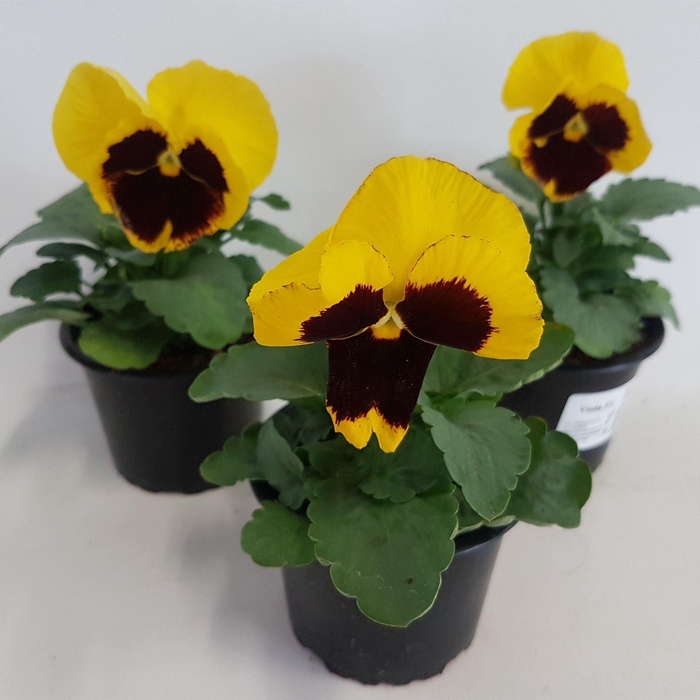 <h4>Viola Colossus F1 Yellow with Blotc</h4>