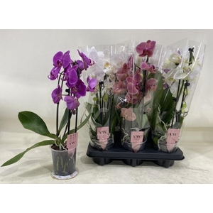PHAL GEM