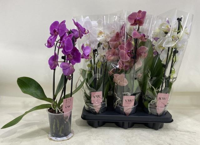 <h4>PHAL GEM</h4>