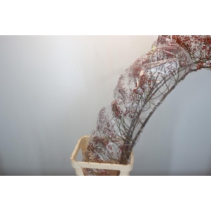 ROSA CORALLO RFRUITS