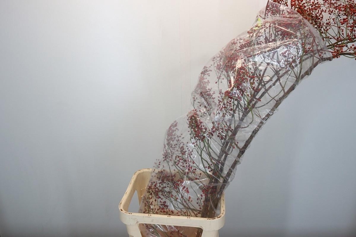 <h4>ROSA CORALLO RFRUITS</h4>