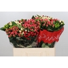 Hypericum Rainbow Romance