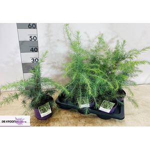 CEDRUS DEODARA