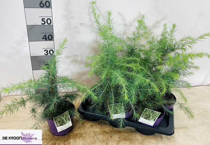 <h4>CEDRUS DEODARA</h4>