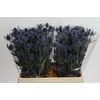 Eryngium Blue Dynamite