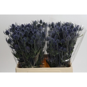 Eryngium Blue Dynamite