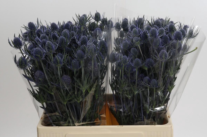 <h4>Eryngium Blue Dynamite</h4>
