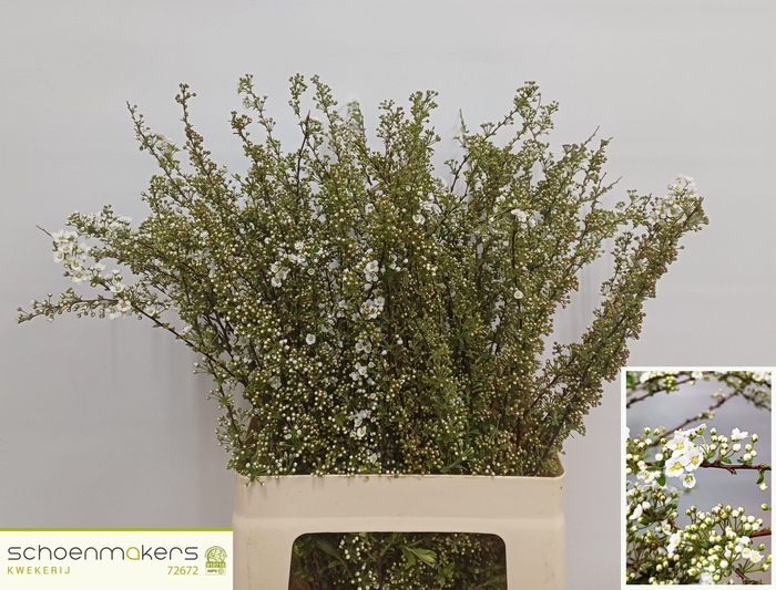 <h4>SPIR C GREFSHEIM</h4>