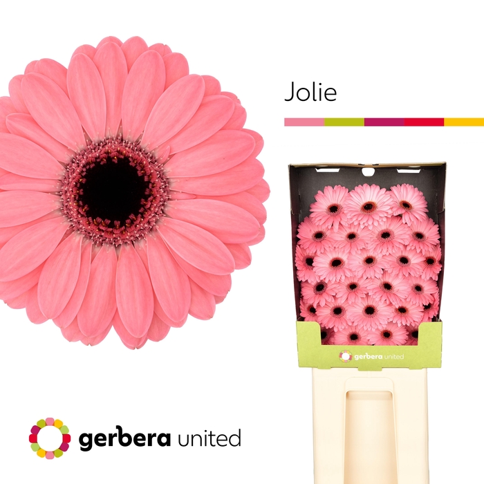 <h4>Ge Mi Jolie</h4>