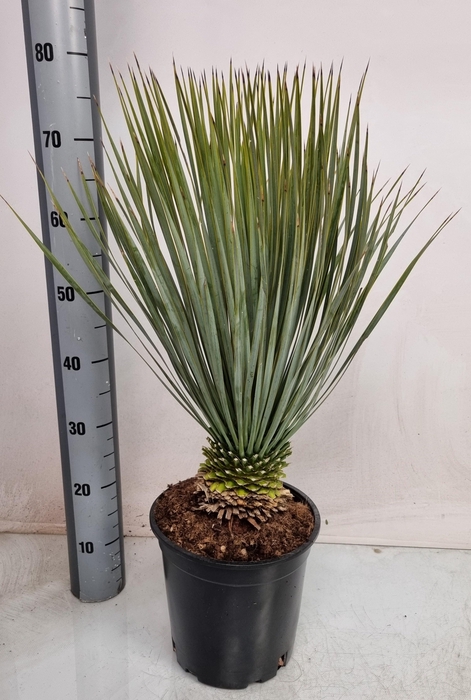 <h4>YUC ROSTRATA</h4>